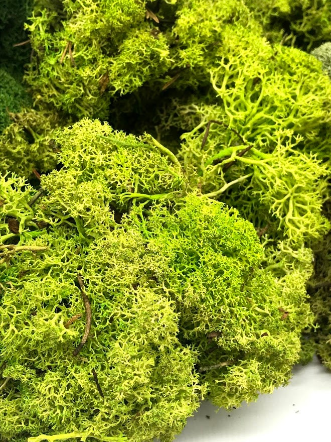 TCYPUHL 3.5 OZ Chartreuse Reindeer Moss, Preserved Moss for Plants