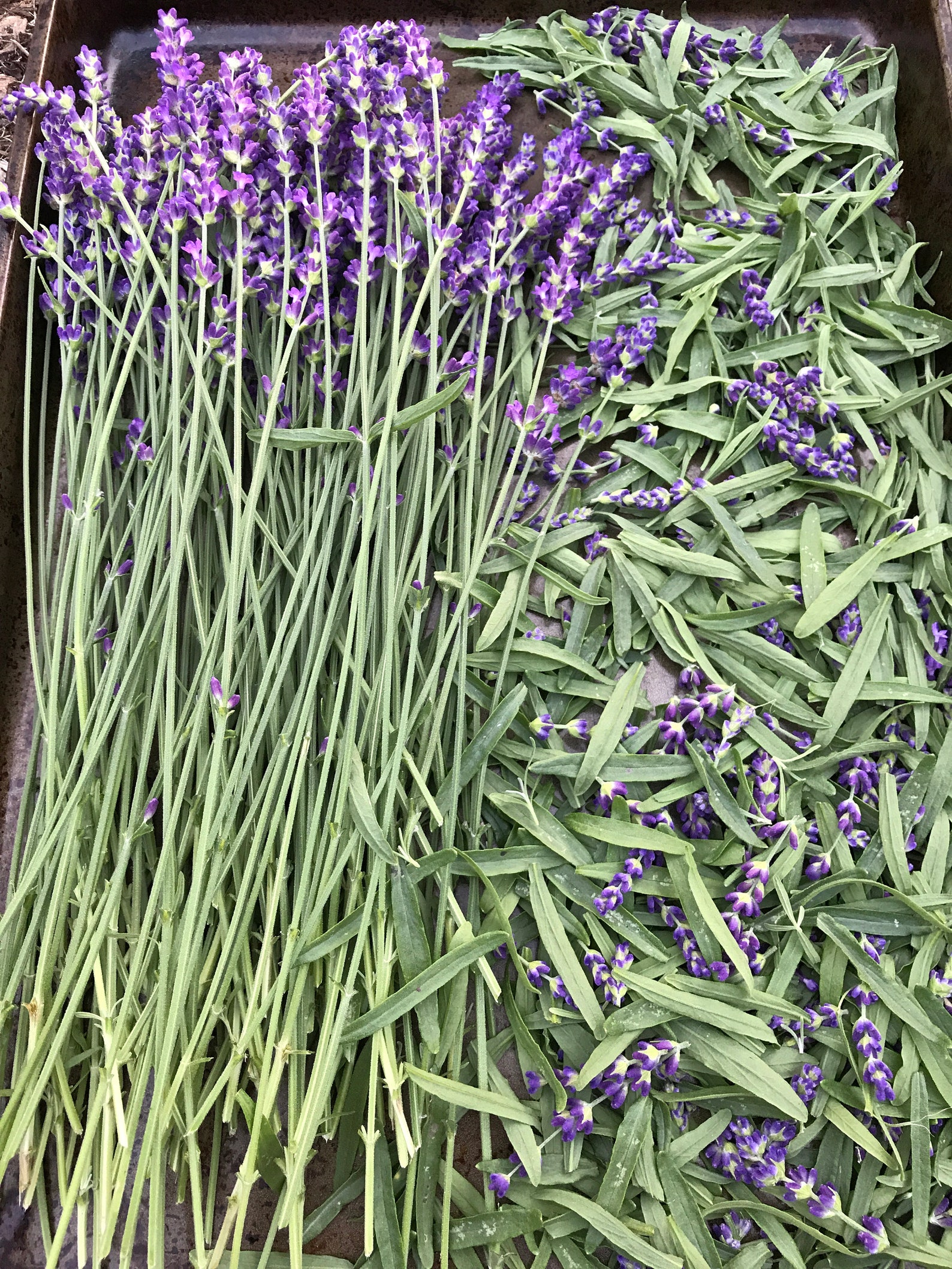 Herbal Tea Garden Kit 100 Organic Custom Garden Seeds Etsy