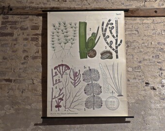 Vintage 50's Biology Botanical German Pull Down School Chart Poster Map Of Brown Algae Freshwater Algae