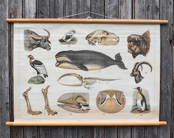 vintage années 50 années 1950 école hollandaise biologie zoologie animaux anatomie tableau affiche décor mur cadeau pull down