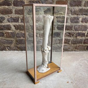 May include: A large, off-white animal leg bone is displayed inside a rectangular glass and wood display case. The bone is mounted on a wooden base. The case has a light brown wooden frame and is set against a brick wall.