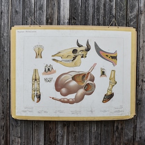 Vintage 50s Dutch Zoology Biology Animals School Charts Posters Educational Boys Room Man Cave Bar Decor