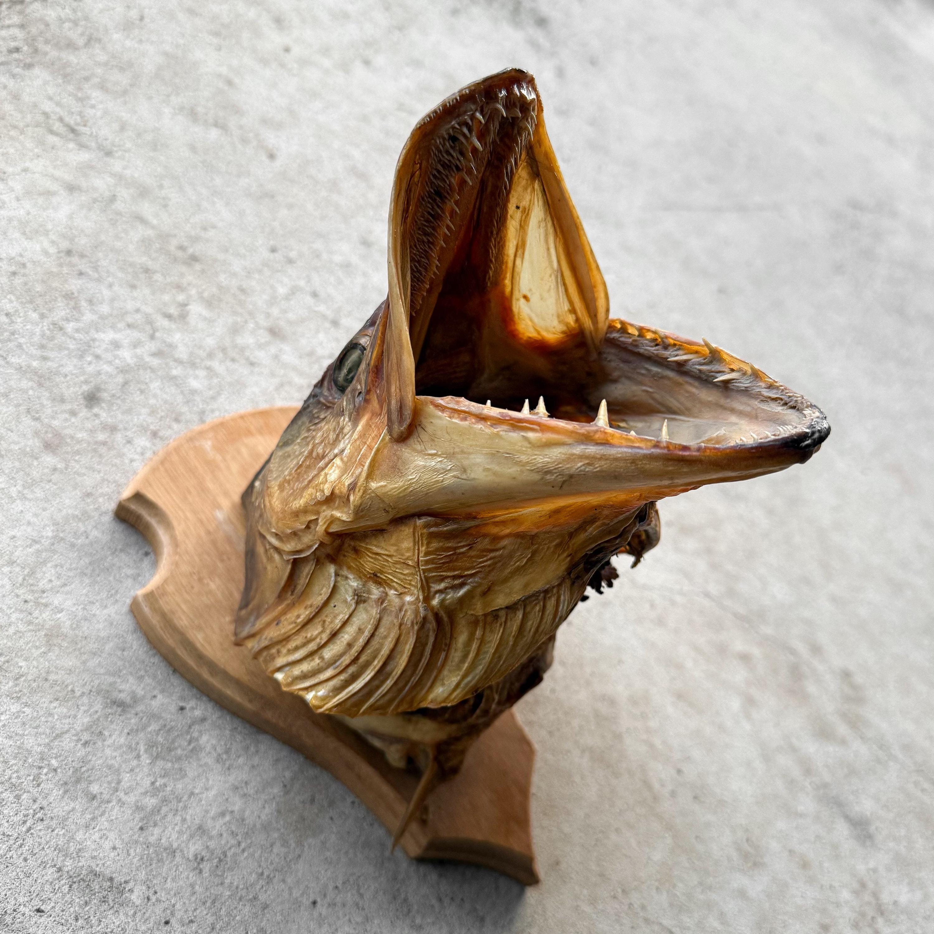 Turushuki Catfish REAL taxidermy preserved fish LARGE TF30204