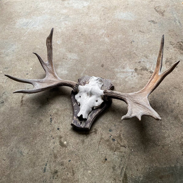 Vintage 60s Moose Antlers Stag Animal Skull Bones Taxidermy Curiosity Head Mount Trophy Hunting Cabin Lodge Decor Rustic Gift Collection