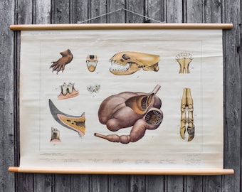 vintage 30s 1930s Dutch School Biologie Zoologie Animaux anatomie Pull Down Chart Poster Decor Wall Gift