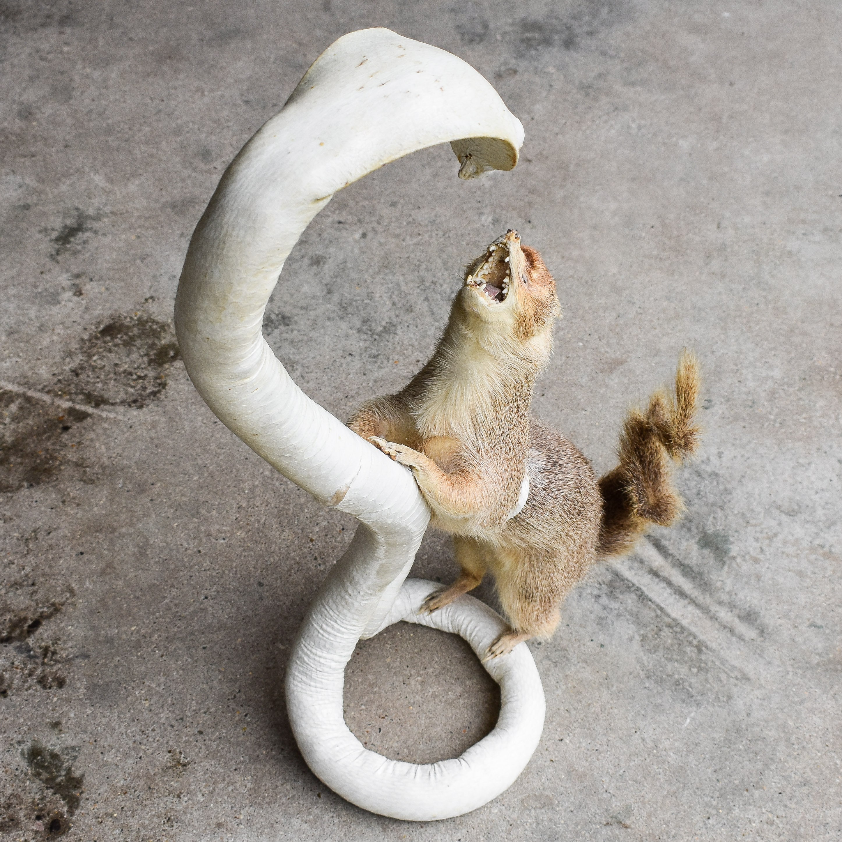 Vintage 50s 1950s Taxidermy Mounted Cobra Mongoose Fighting