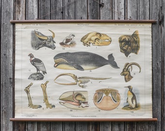 Vintage 50s 1950s Dutch School Biology Zoology Animals anatomy Chart Poster Decor Wall Gift Pull Down Koekkoek