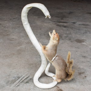 Vintage 1950s Taxidermy: Cobra Vs Mongoose Fight, Oddity Decor (EU
