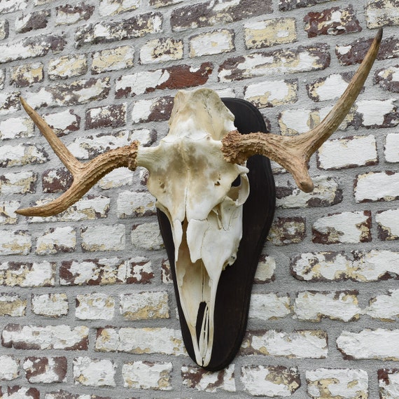 Vintage 70s Swedish Moose Skull Antlers Mount Hunting Trophy