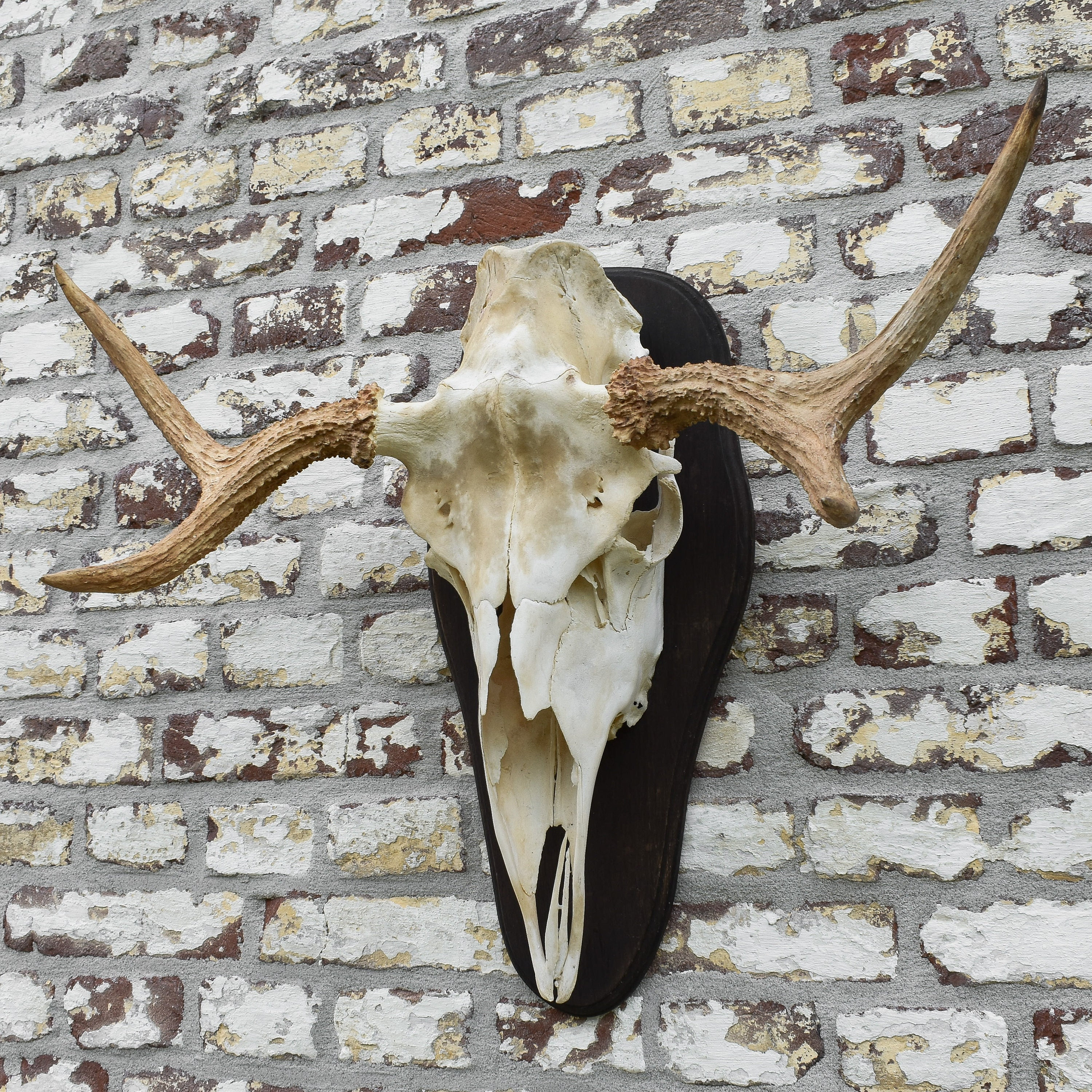Vintage 70s Swedish Moose Skull Antlers Mount Hunting Trophy