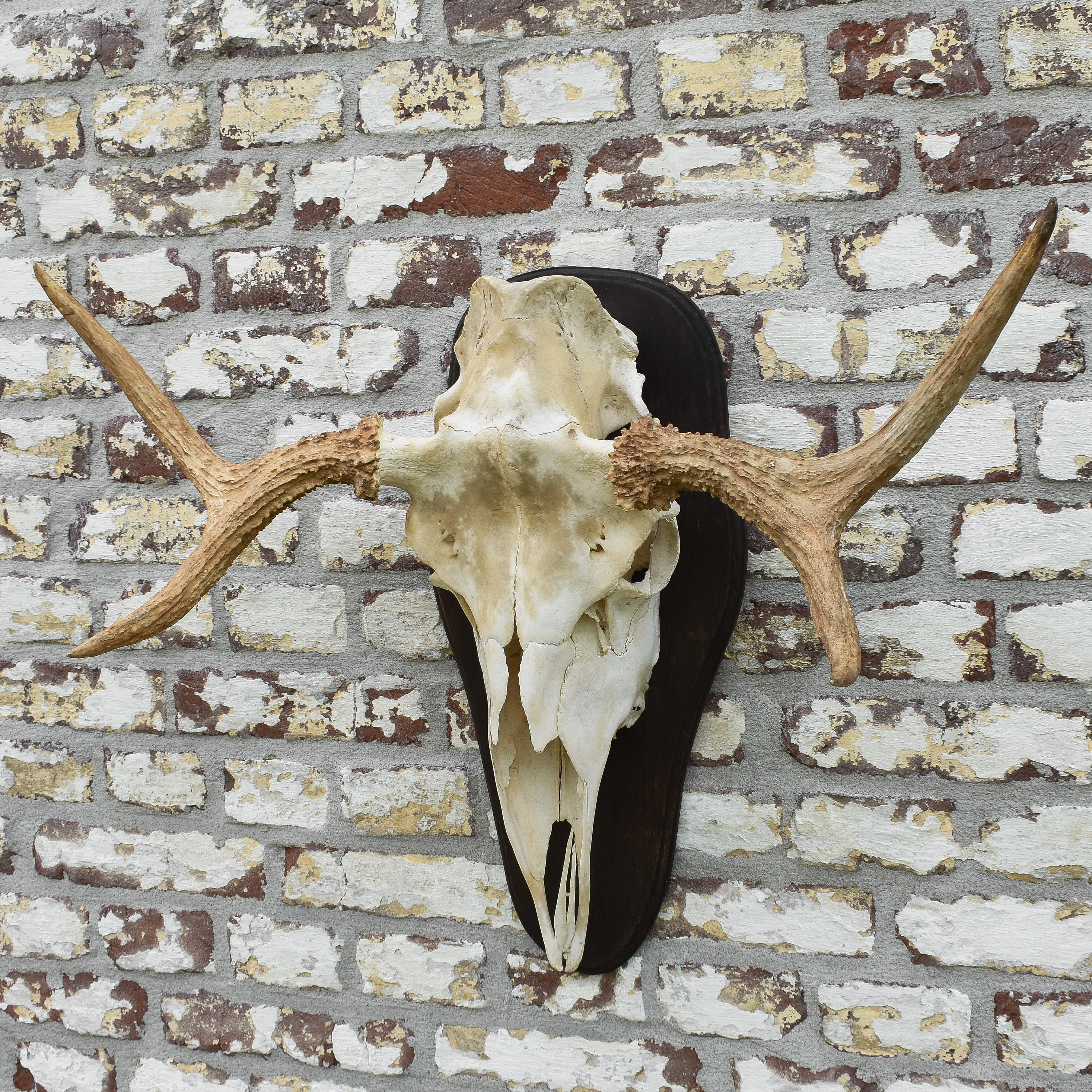 n*r様 蝦夷鹿hunting trophy（deer skull）天然 グ*ン様 蝦夷鹿hunting trophy deer skull 【公式通販】
