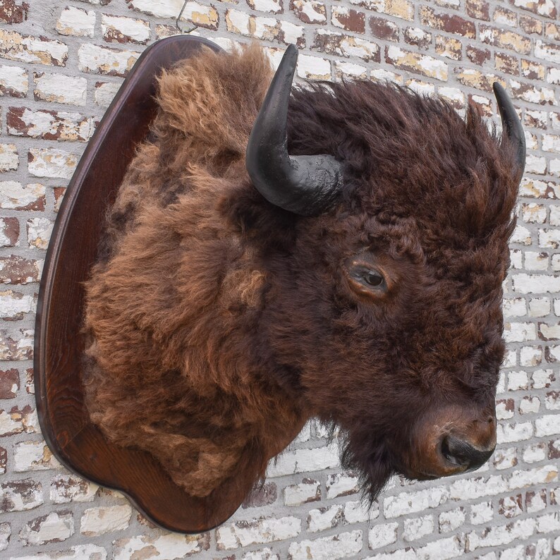 Vintage American Bison Buffalo Taxidermy Shoulder Mount Head Etsy