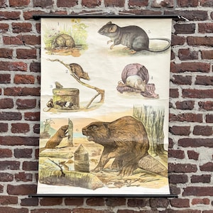 May include: A vintage educational wall chart featuring numbered illustrations of various rodents, including a large brown beaver in the foreground, mice in natural settings, and a rat, all printed on paper with black hanging rods at the top and bottom.