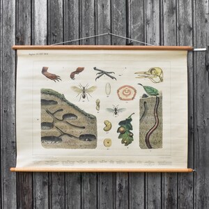 Vintage 30s 1930s escuela holandesa biología zoología animales insectos anatomía gráfico cartel decoración pared regalo niños habitación