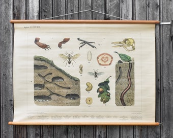 Vintage 30s 1930s Dutch School Biology Zoology Animals Insects Anatomy Chart Poster Decor Wall Gift Boys Room