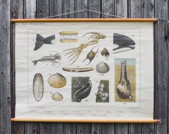 Vintage 30s 1930s Dutch School Biology Zoology Animals Fish Anatomy Chart Poster Decor Wall Gift