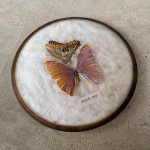 Puede incluir: Dos mariposas Morpho aea montadas en un marco redondo de madera con un fondo de algodón blanco. La etiqueta dice "morpho aea".