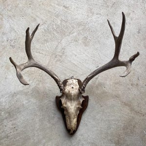 Décoration murale tête d'antilope Argent-Aluminium
