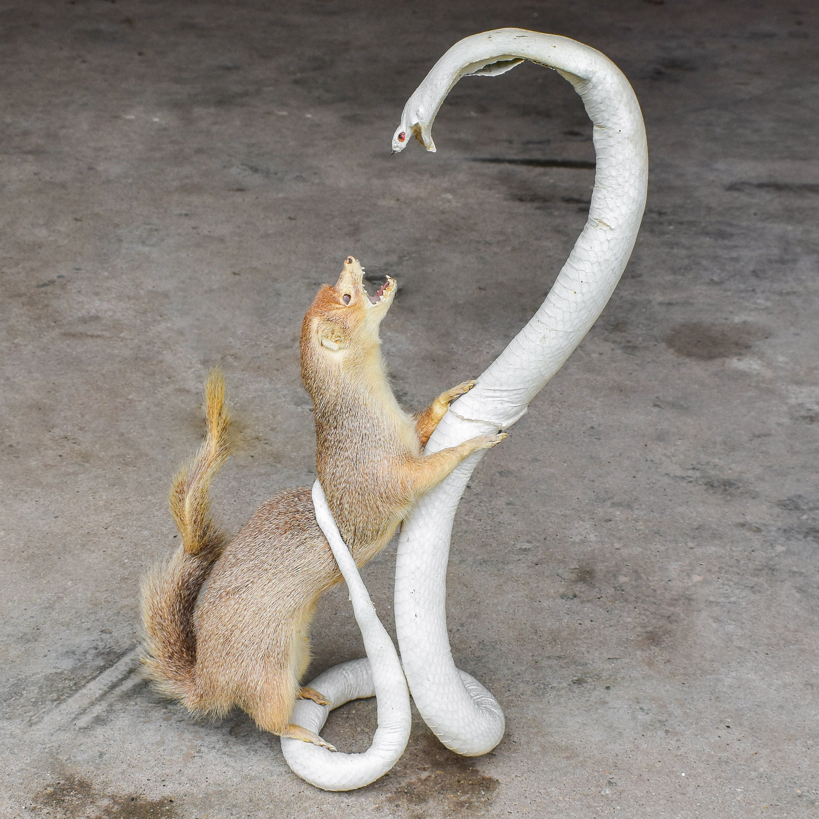 Vintage 50s 1950s Taxidermy Mounted Cobra Mongoose Fighting