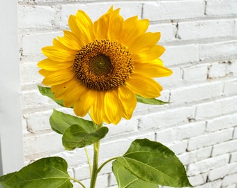 Sonnenblume