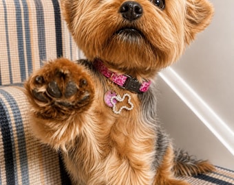 Puede incluir: Un pequeño perro Yorkshire Terrier de color canela y negro con un collar floral rosa. El collar tiene una placa redonda morada y un dije blanco en forma de hueso bordeado con pequeñas perlas. El perro levanta una pata delantera hacia la cámara.