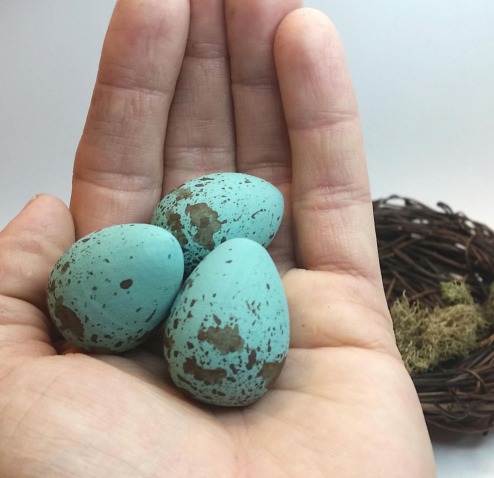 Wooden Blue Jay Eggs for Science Education Natural History Etsy