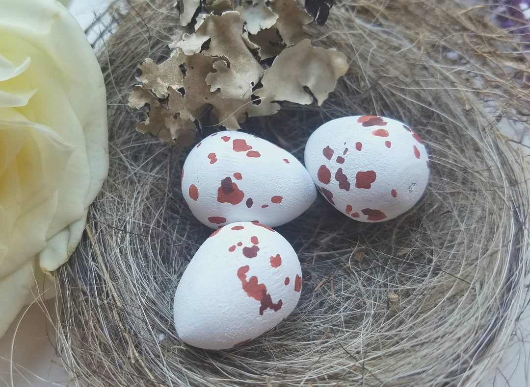 Wooden Scissor Tail Flycatcher Eggs for Science Education, Natural