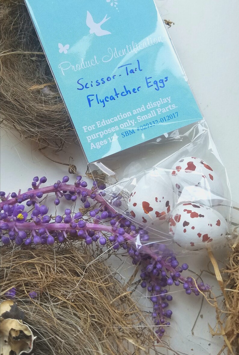 Wooden Scissor Tail Flycatcher Eggs for Science Education Etsy