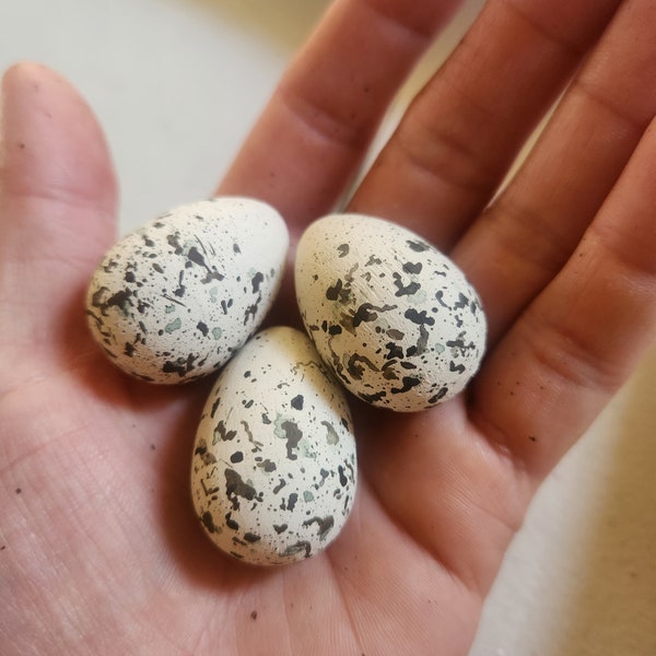 Wooden Snowy Plover Eggs for Science Education, Natural History, Nature Display, Bird Study and Nature Table. Bird Egg Curiosities