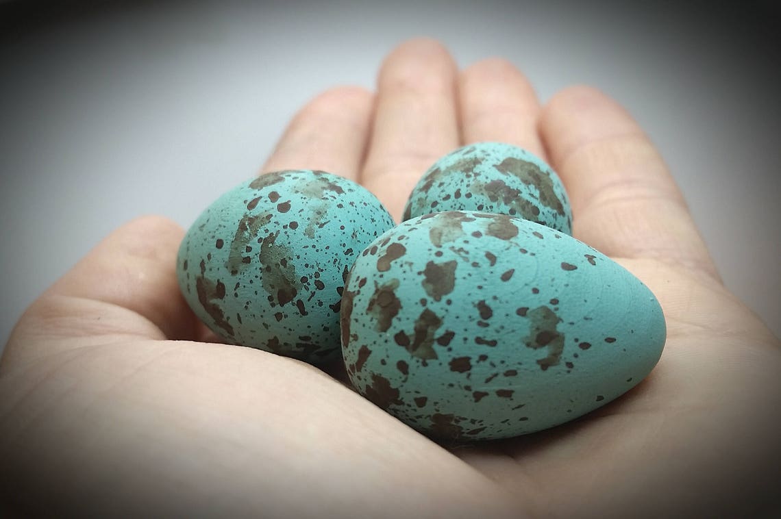Wooden Blue Jay Eggs for Science Education Natural History Etsy