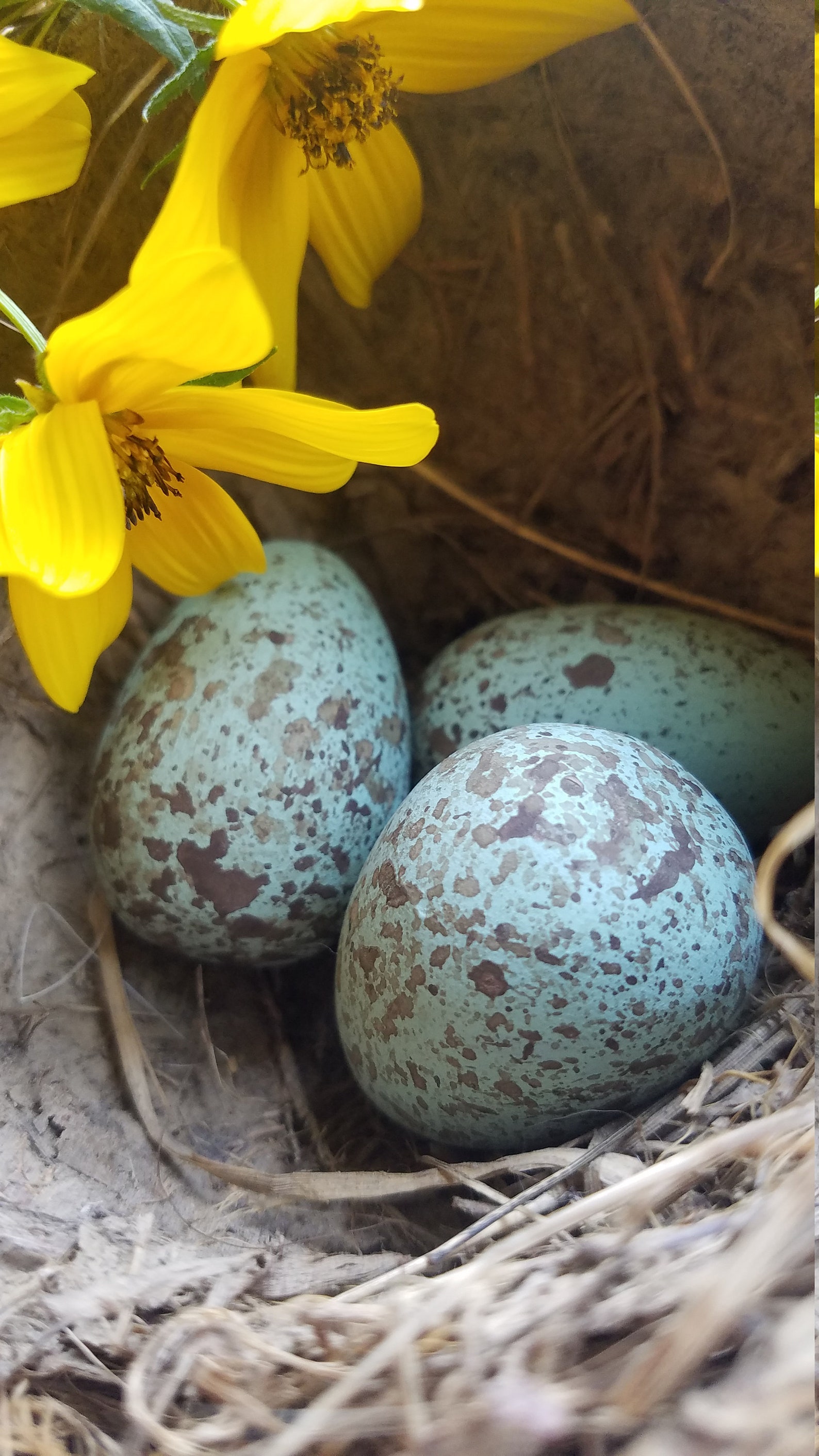 Replica Raven Eggs for Science Education Wooden Eggs Natural Etsy