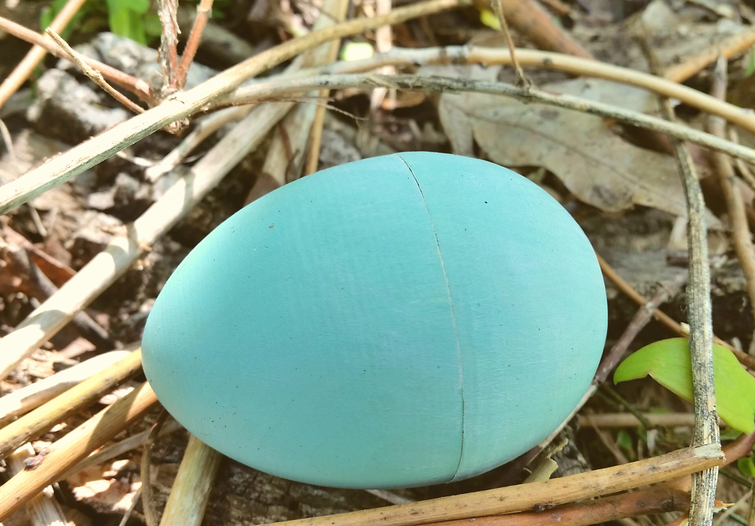 Great Blue Heron Egg for Science Education Natural History Etsy UK