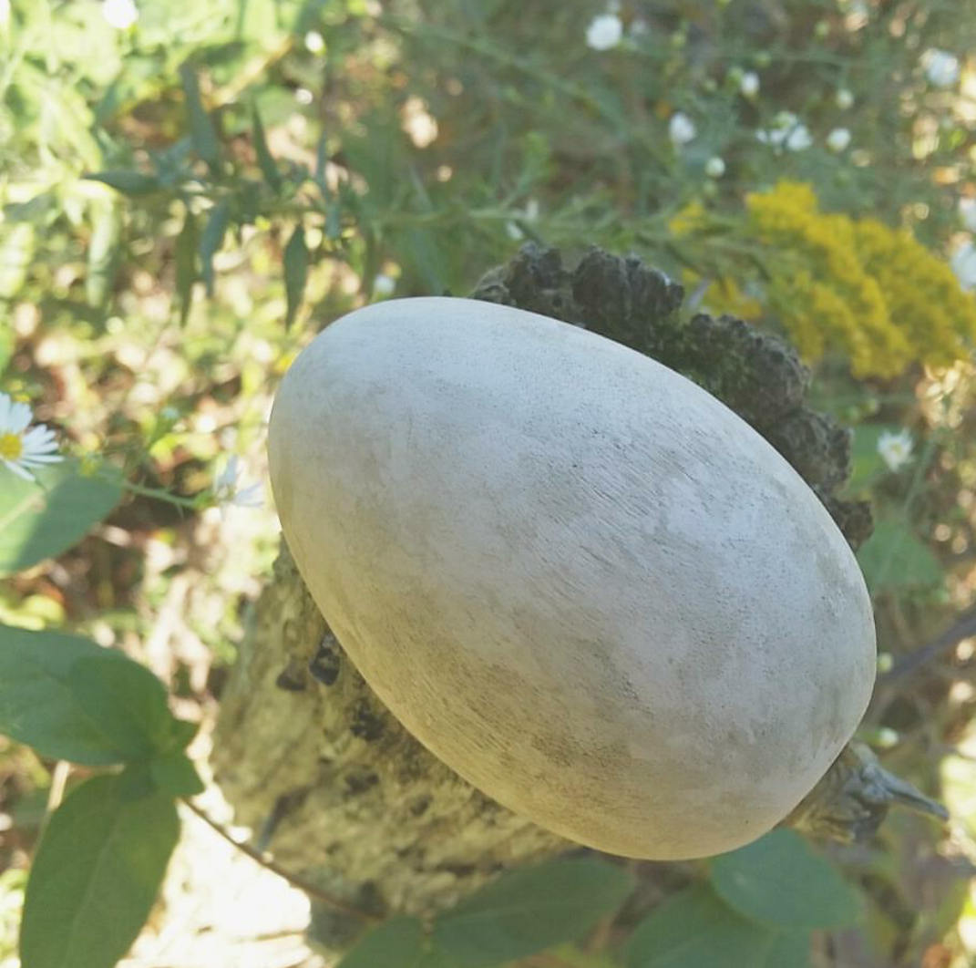 Canada goose eggs on sale for sale uk