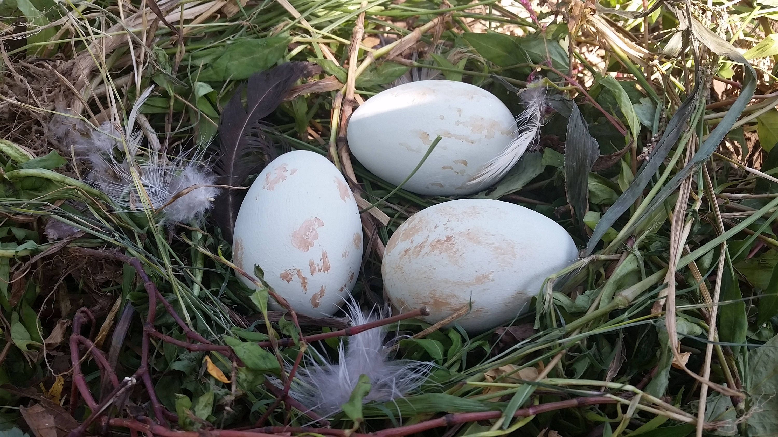 Double Crested Cormorant Egg for Science Education Natural Etsy UK