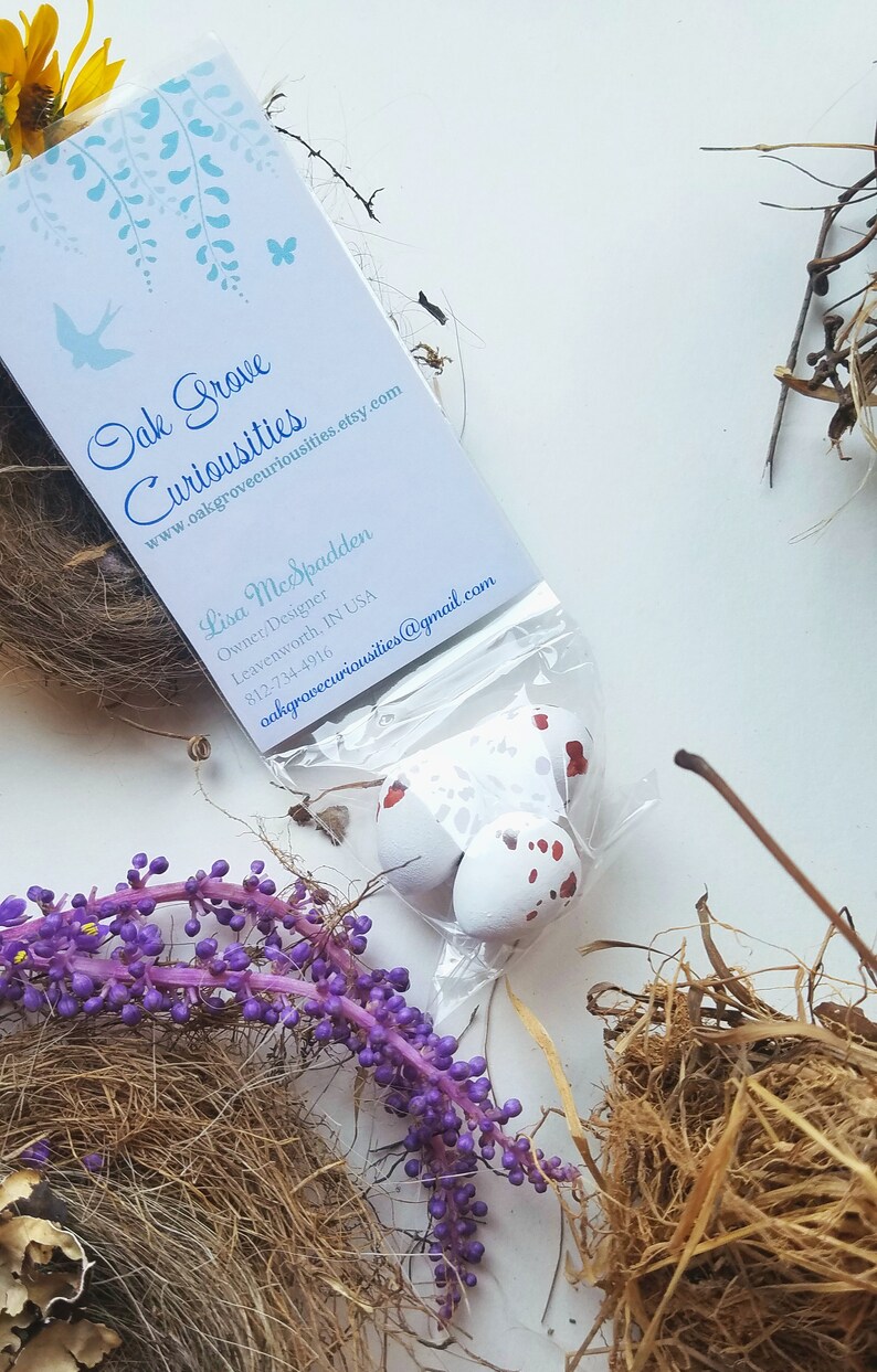 Wooden Scissor Tail Flycatcher Eggs for Science Education Etsy