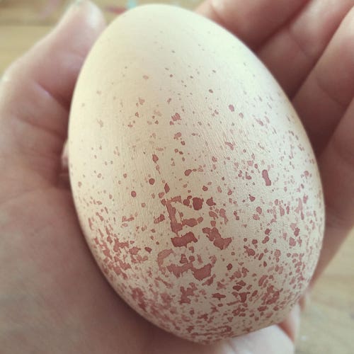Replica Raven Eggs for Science Education Wooden Eggs Natural Etsy