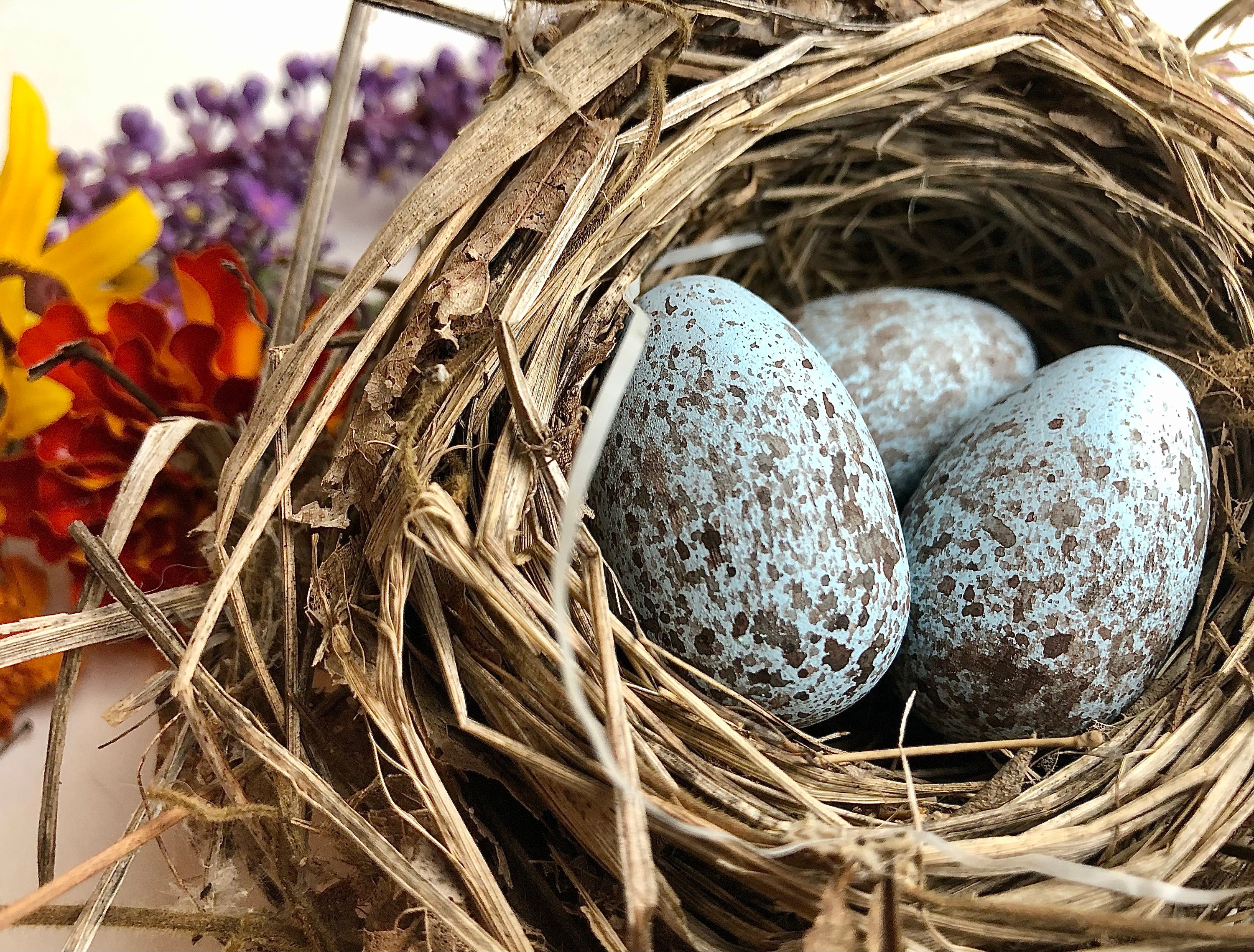 Magpie's Nest — menacing egg