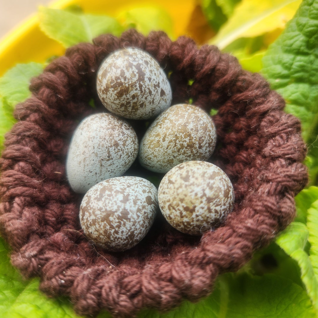 Wooden House Sparrow Eggs for Science Education, Natural History