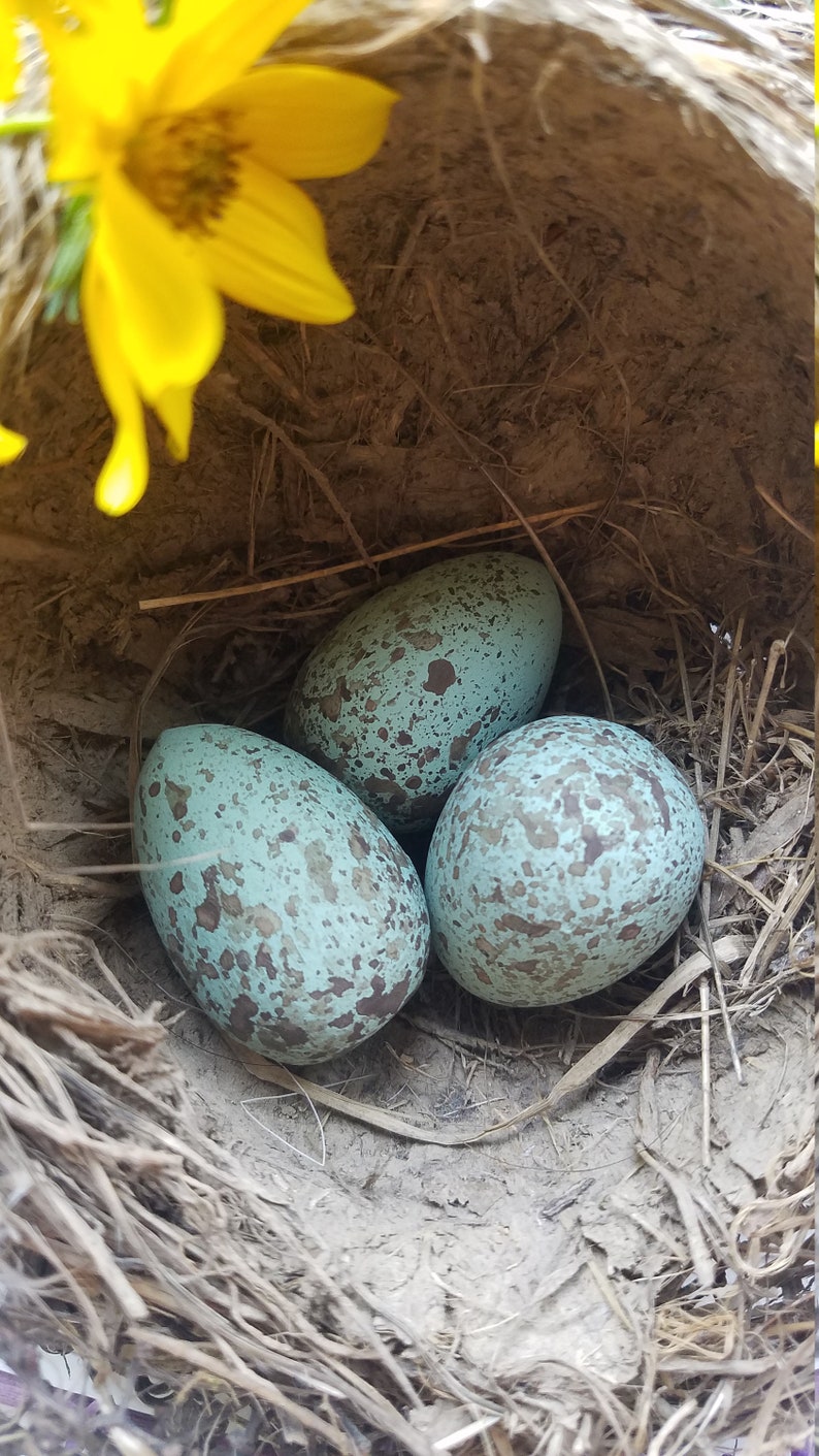 Replica Raven Eggs for Science Education Wooden Eggs Natural Etsy