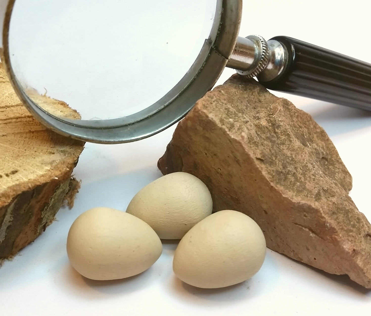 Wooden Mourning Dove Eggs for Science Education Natural Etsy