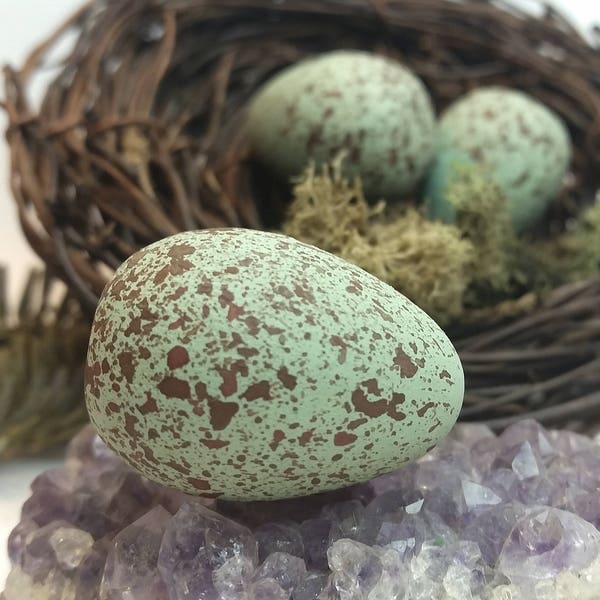 Wooden Scrub Jay Eggs for Science Education, Natural History, Nature Display, Bird Study and Nature Table. Bird Egg Curiosities