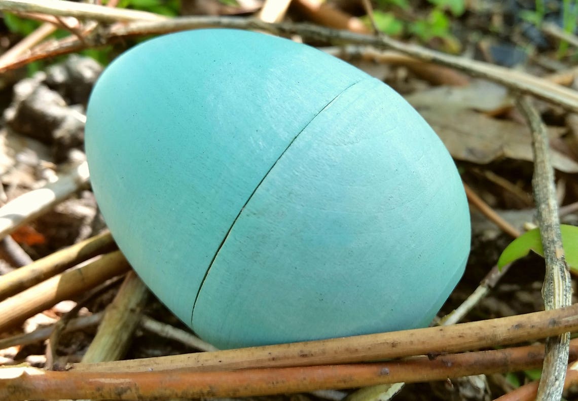 Great Blue Heron Egg for Science Education Natural History Etsy UK