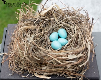 Oeufs en bois d’oiseau bleu de l’Est pour l’éducation scientifique, histoire naturelle, affichage de nature, étude d’oiseau et table de nature. Curiosités d’oeuf d’oiseau