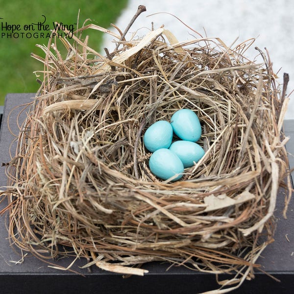 Wooden Eastern Bluebird Eggs for Science Education, Natural History, Nature Display, Bird Study and Nature Table. Bird Egg Curiosities