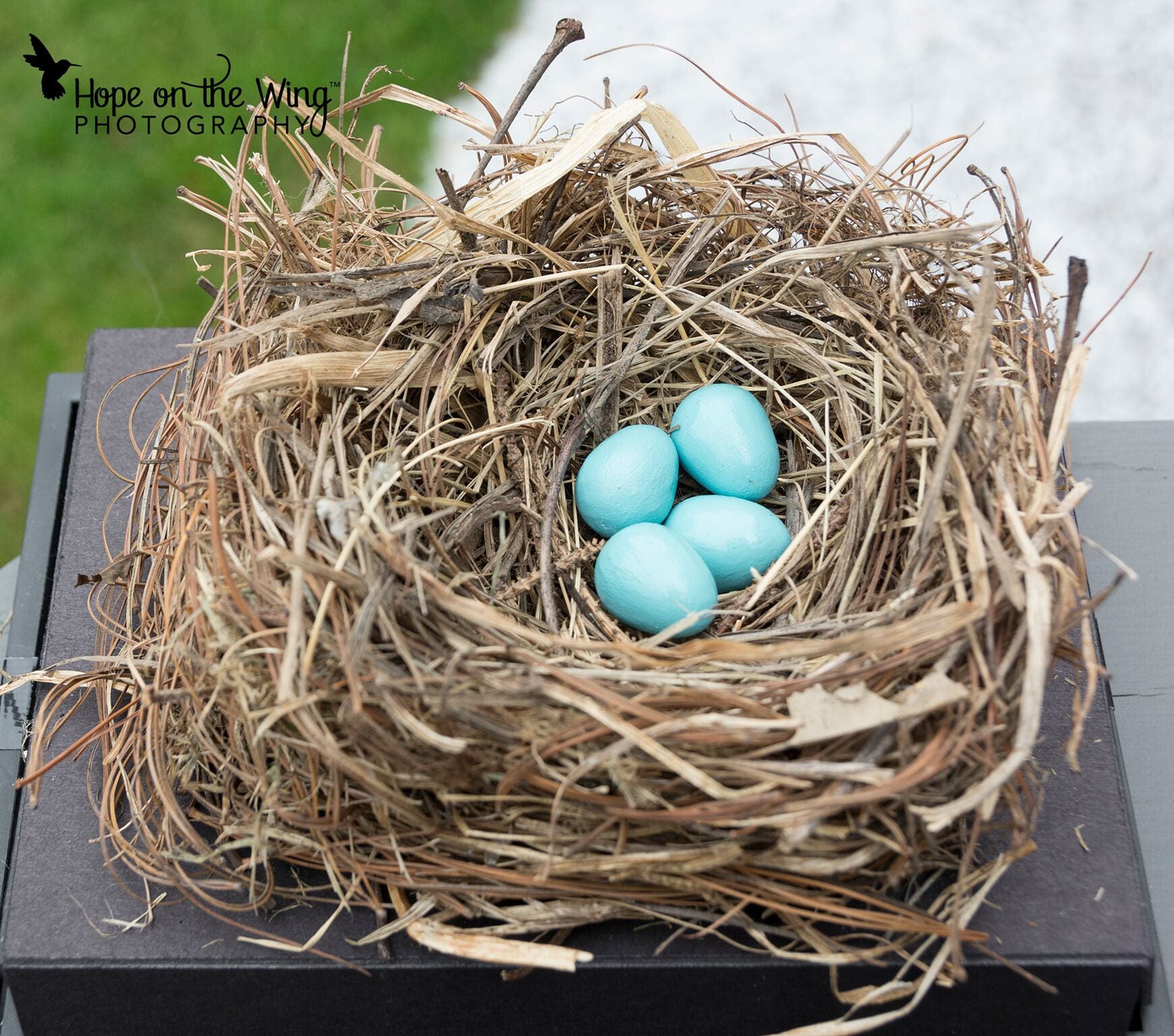 Wooden Eastern Bluebird Eggs for Science Education, Natural ...