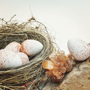 Wooden Replica House Wren Eggs for Science Education, Natural History, Nature Display, Bird Study and Nature Table. Bird Egg Curiosities