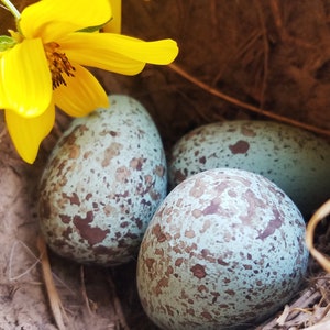 Replica Raven Eggs for Science Education, Wooden Eggs, Natural History, Nature Display, Bird Study, Nature Table Bird Egg Curiosities