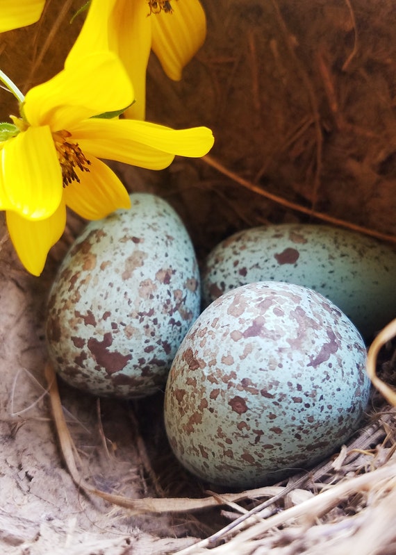 Replica Raven Eggs for Science Education Wooden Eggs Natural Etsy