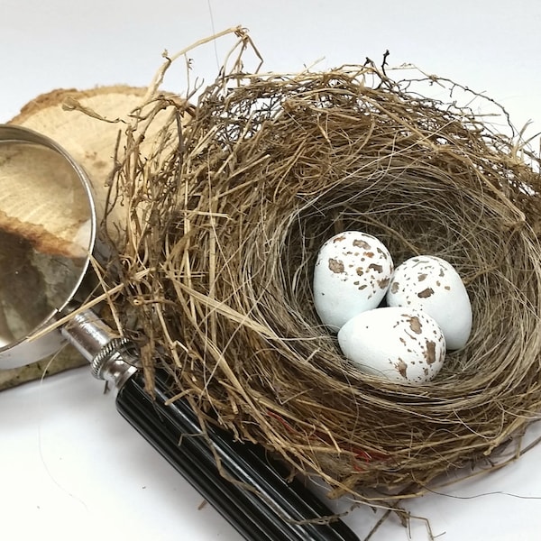 Wooden Chipping Sparrow Eggs for Science Education, Natural History, Nature Display, Bird Study and Nature Table. Bird Egg Curiosities