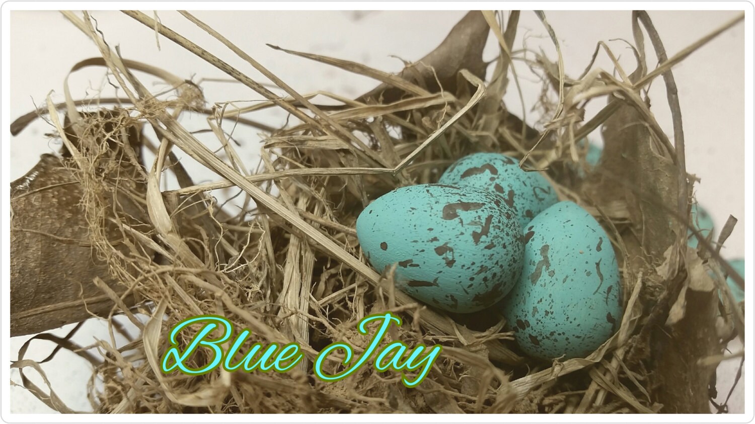 Blue Jay Bird Eggs